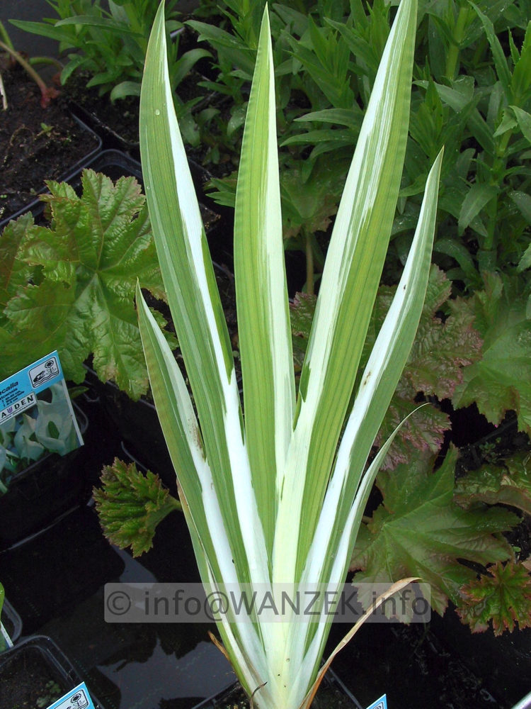 Iris laevigata Variegata 04.JPG